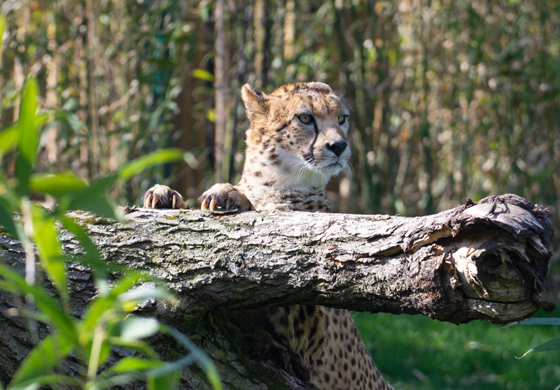 Safari Lodges | West Midlands Safari Park - Cheetah Lodge