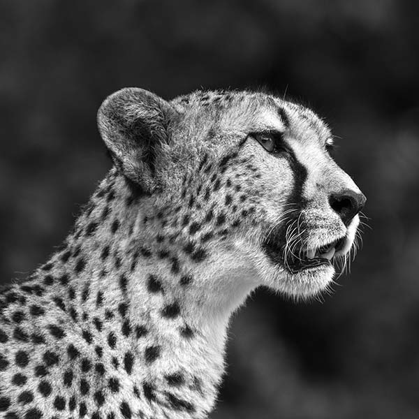 Photo-Cheetah-37-Black-&-White-600px