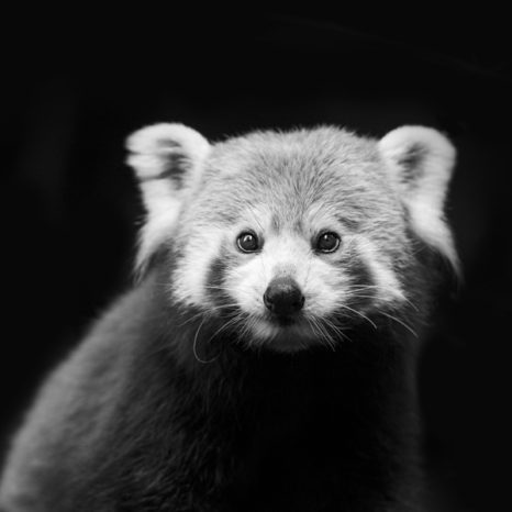 Red-Panda-01-Black-_-White-600 - Safari Lodges at West Midland Safari Park