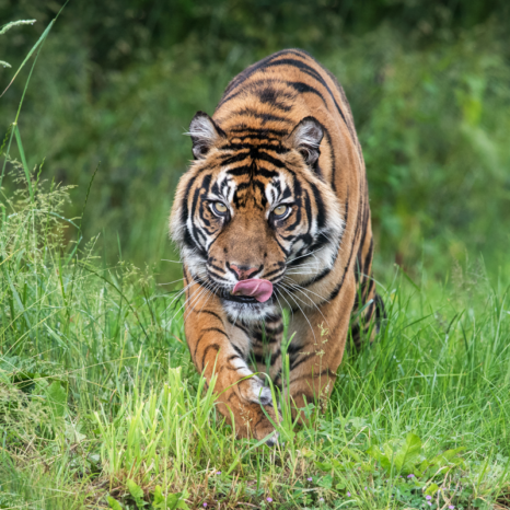 Safari Lodges | West Midlands Safari Park - Tiger Lodge