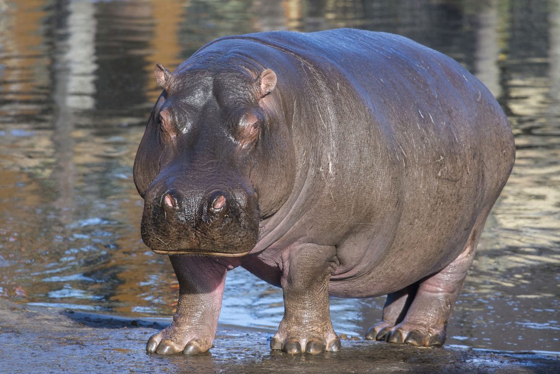 Safari Lodges | West Midlands Safari Park - Hippo Lodge