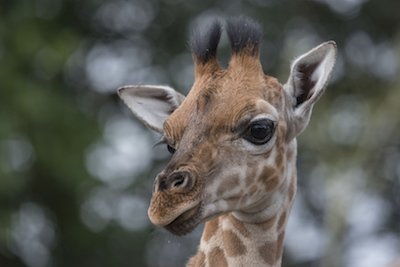 west midlands safari park baby giraffe