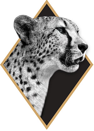 cheetah safari lodge thabazimbi