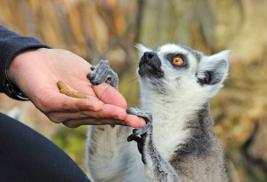 LEMUR FEED VIP