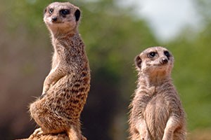 LEMUR & MEERKAT KEEPER FOR THE DAY