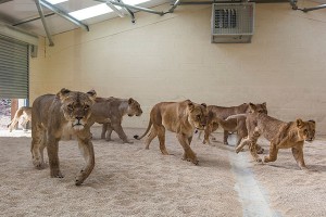 LION HOUSE TOUR