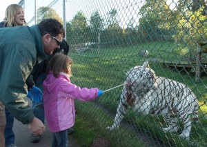 TIGER FEED