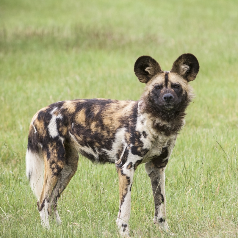 Safari Lodges - A Luxury Safari Experience | West Midlands Safari Park